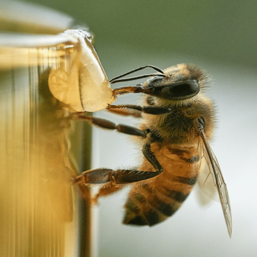 Alimentación y Nutrición