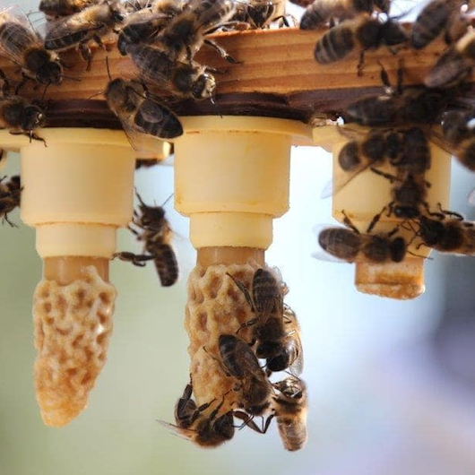 Celda Real abeja Criolla