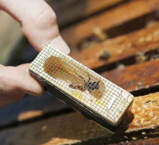 Reina Buckfast fecundada